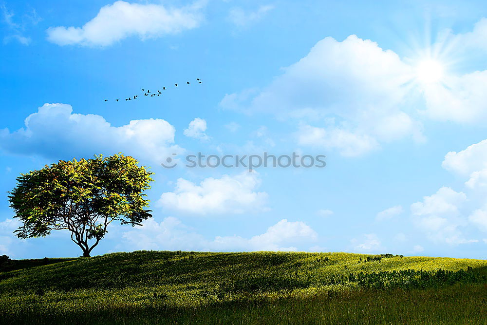 Similar – Foto Bild TeddyWeitWurf hochwerfen