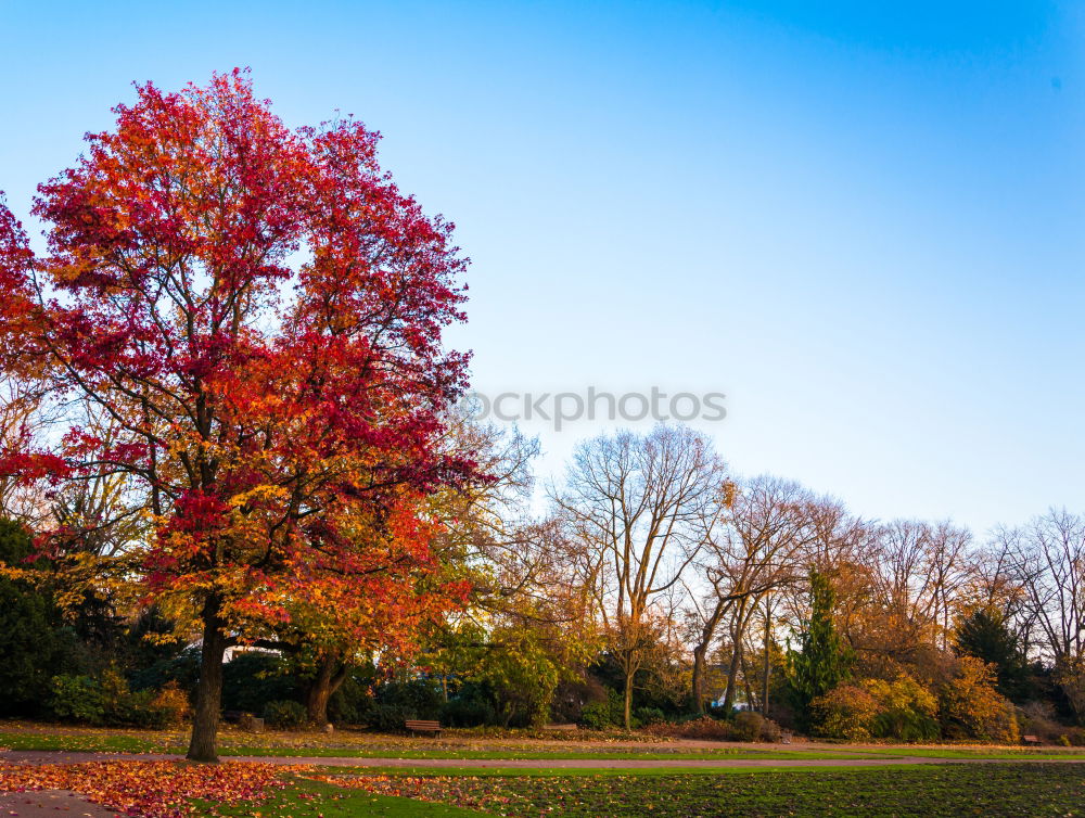 Autumn Revisited. Nature