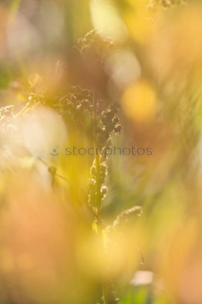 Similar – Beech leaves in warm October light