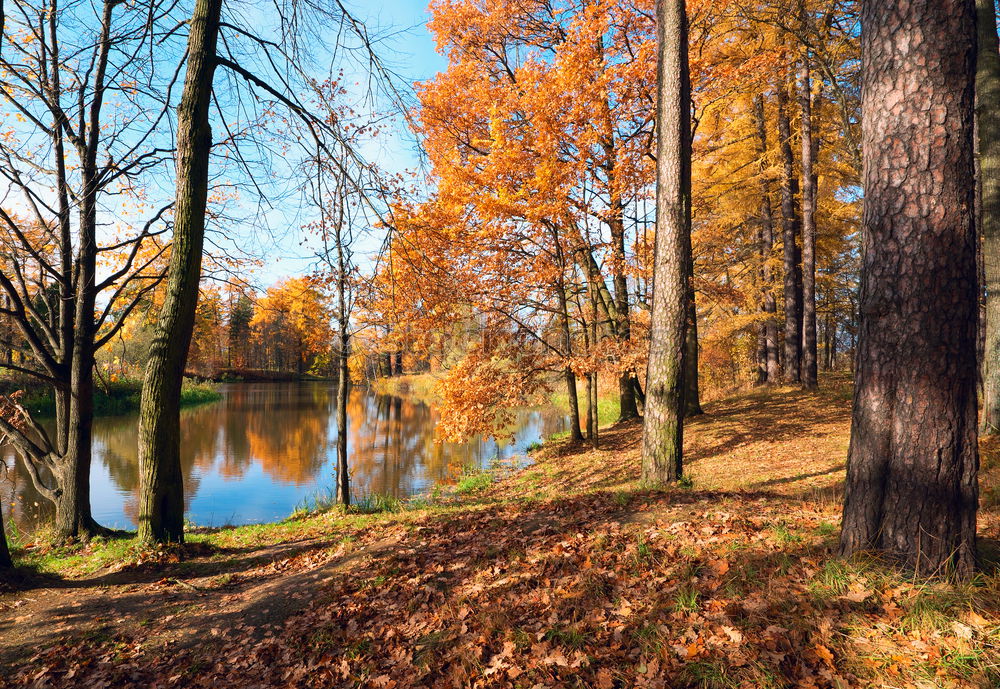 Similar – Unser Wald soll bunter werden