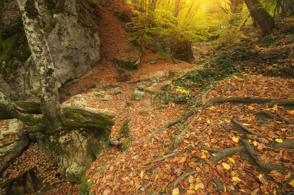 Image, Stock Photo deciduous forest Style