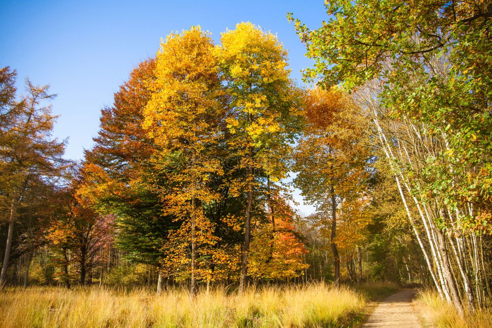 Similar – Oktober Umwelt Natur