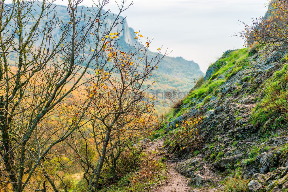 Similar – Image, Stock Photo Who Let The Dogs Out | Running Up That Hill