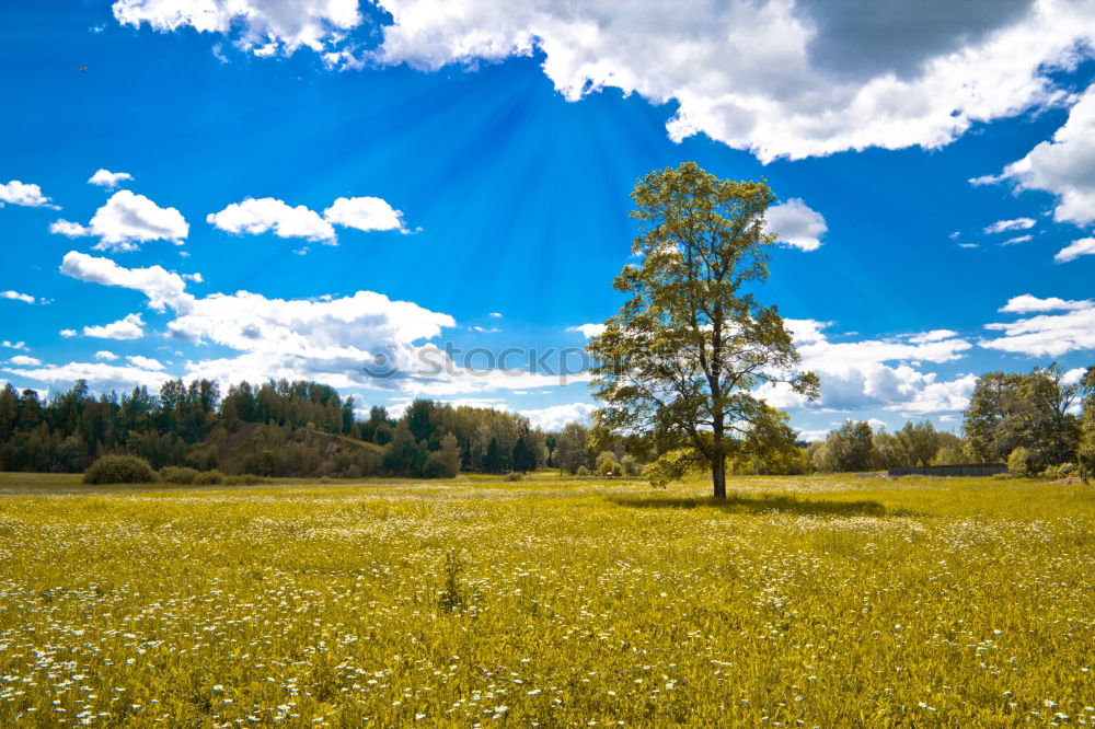 Similar – Feld&Wald Gerste Korn