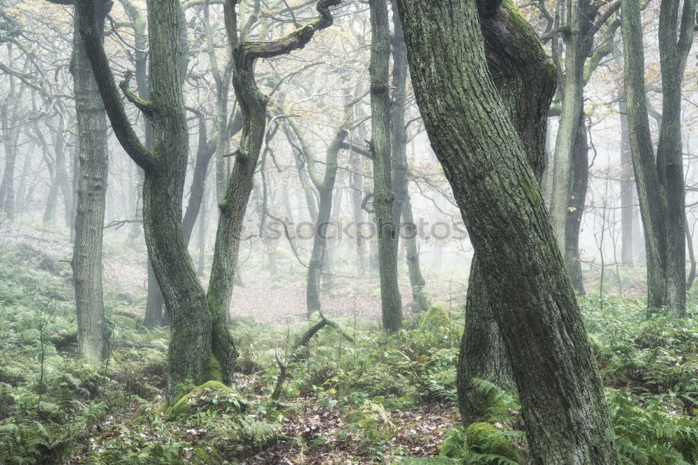 Similar – Image, Stock Photo Morning hour in the moor