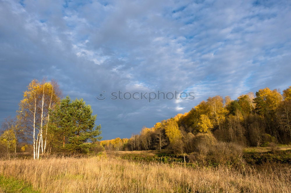 Similar – Image, Stock Photo Rapsfeld in the evening sun