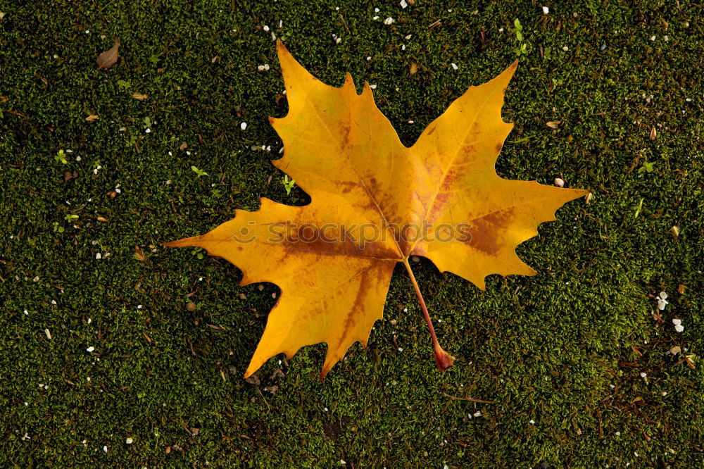 Autumn leaf on sidewalk