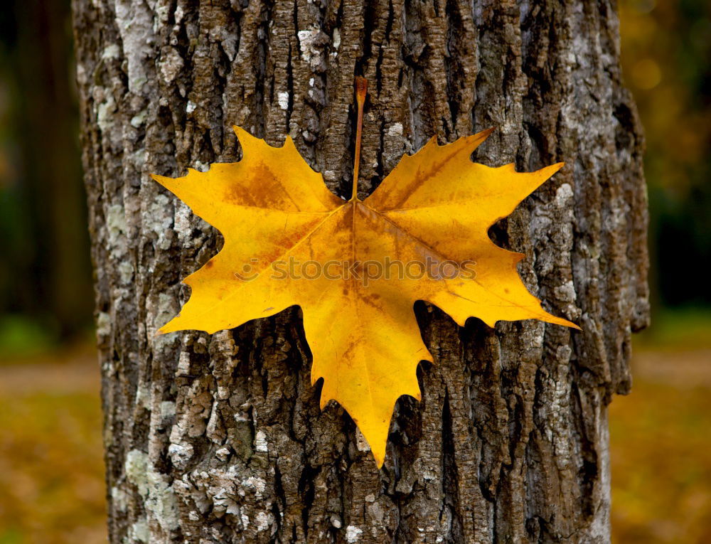 Similar – Image, Stock Photo Shadow of maple leaf on tree bark