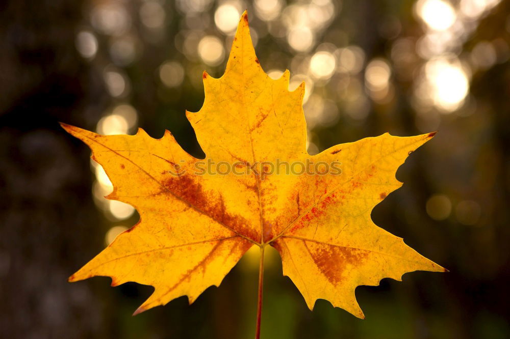 Similar – Herbst Blatt Ahorn