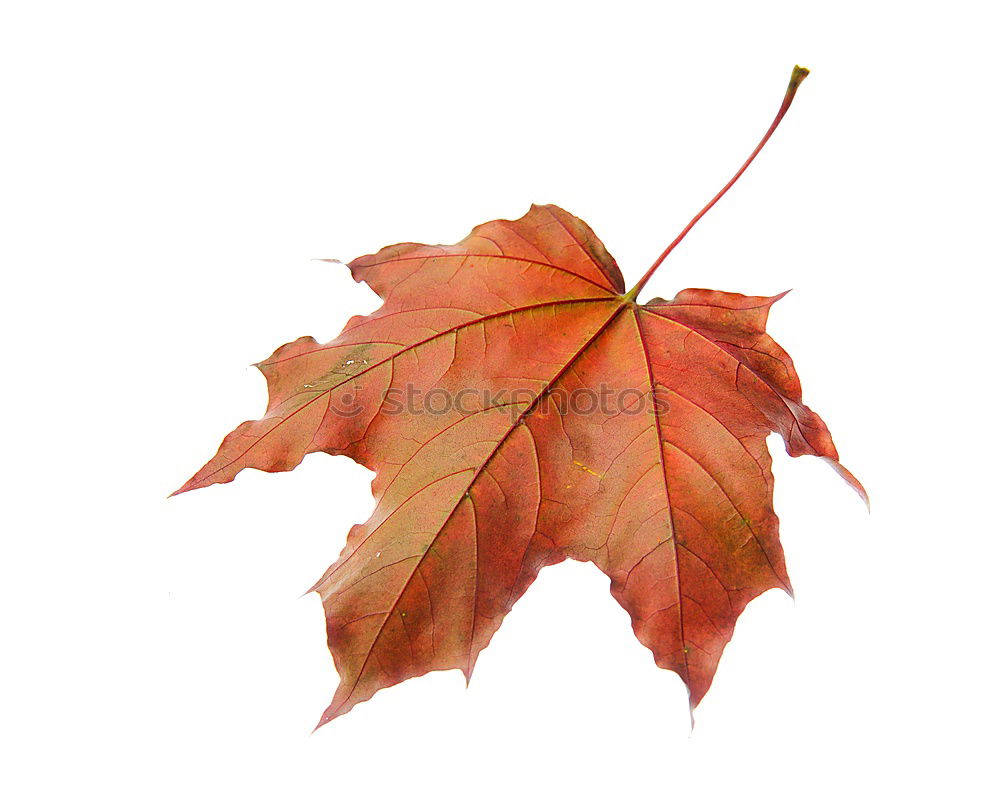 Similar – Autumn foliage V