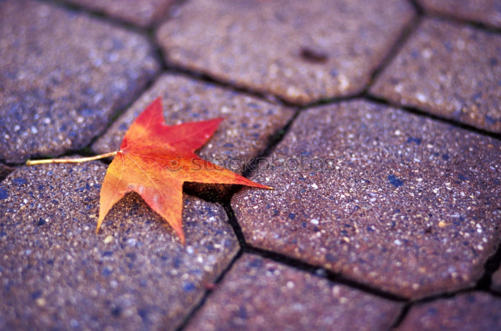 Similar – Image, Stock Photo leaf Nature Plant Autumn