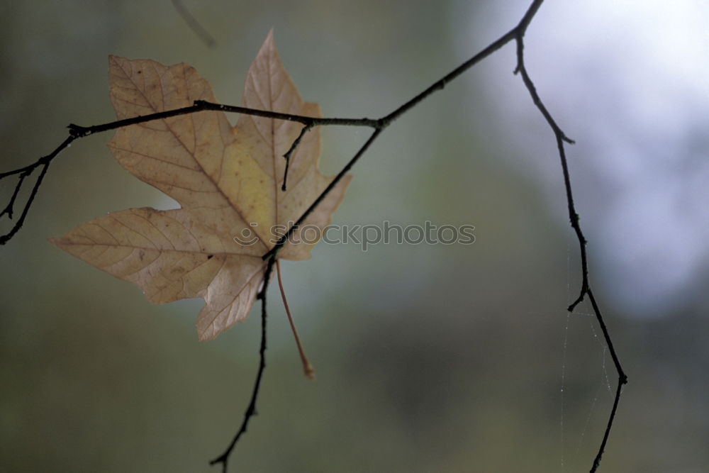 Similar – herbst Umwelt Natur