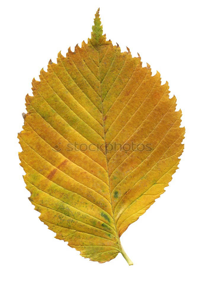 Similar – brown leaf texture Leaf