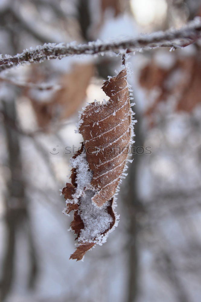 Similar – First frost Nature Autumn