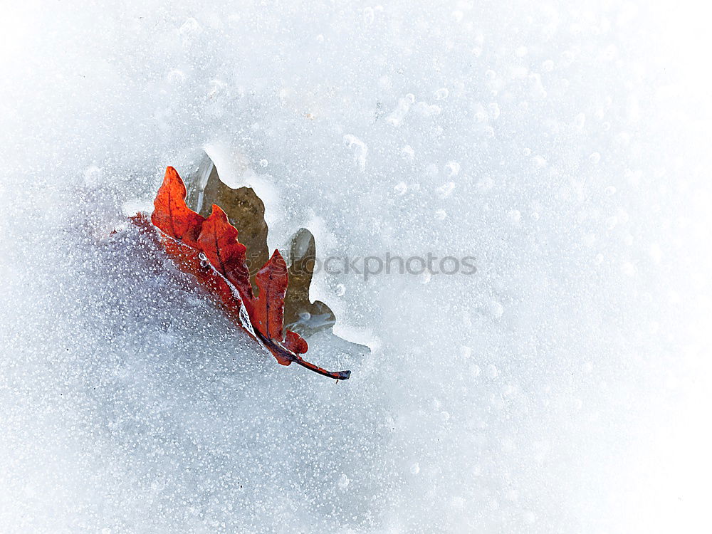 Single beech leaf on an ice surface