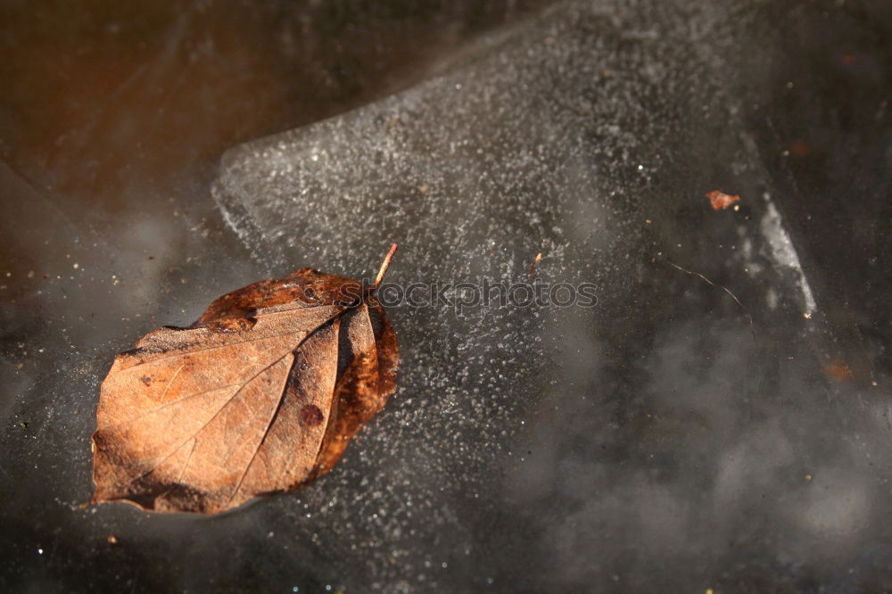 Similar – Image, Stock Photo barbecue coal Lunch Dinner