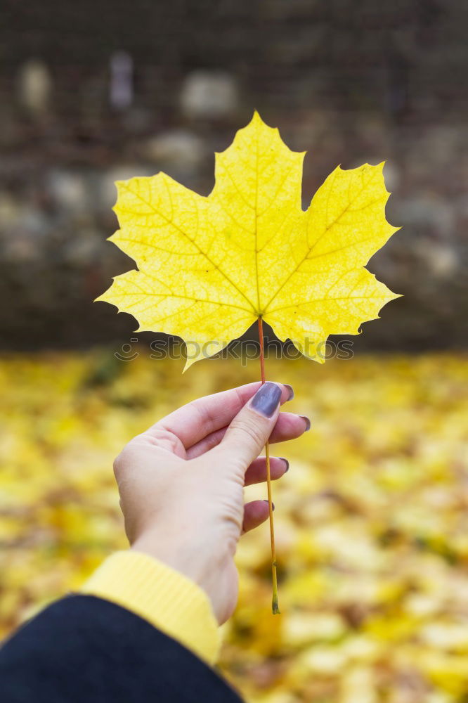 Similar – Image, Stock Photo Autumn leaf with sun rays