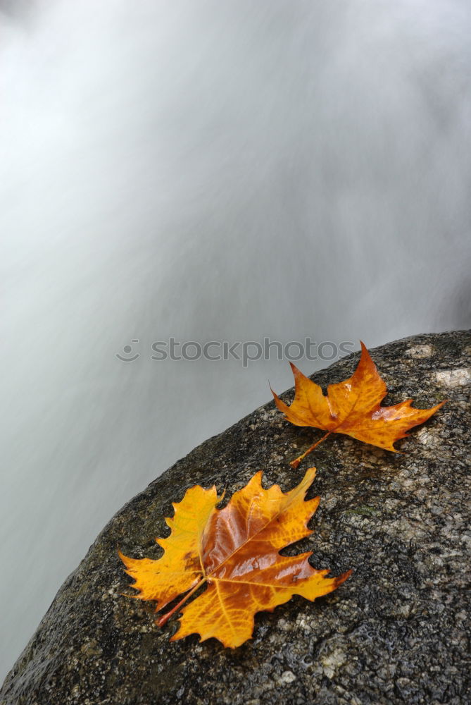 Similar – Image, Stock Photo autumn Leaf Yellow Brook