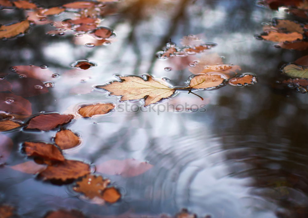 Similar – Herbstpfützenbaumkronen I