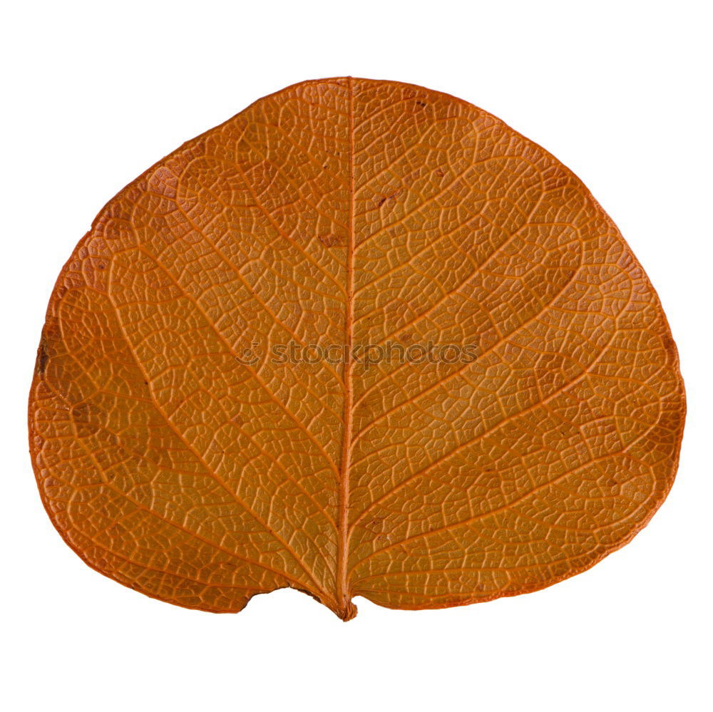 Similar – brown leaf texture Leaf