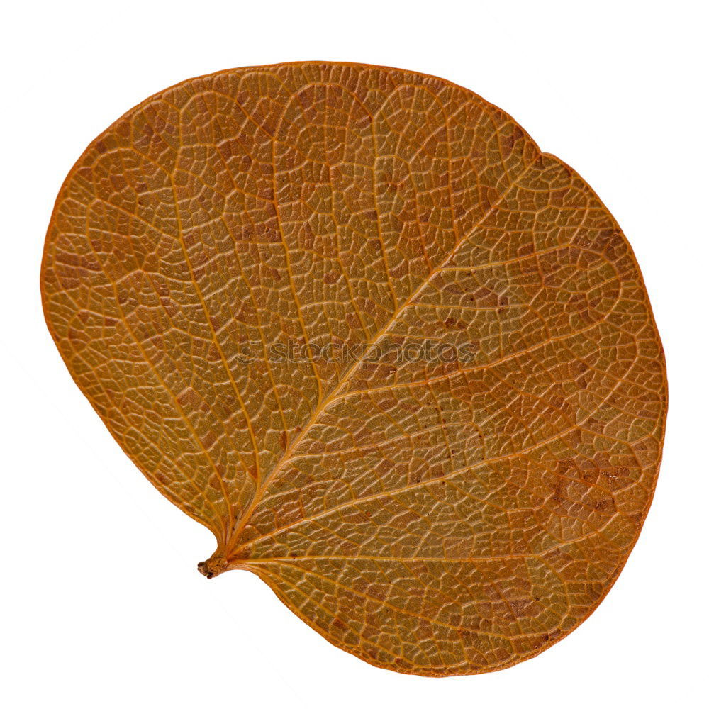 Similar – brown leaf texture Leaf