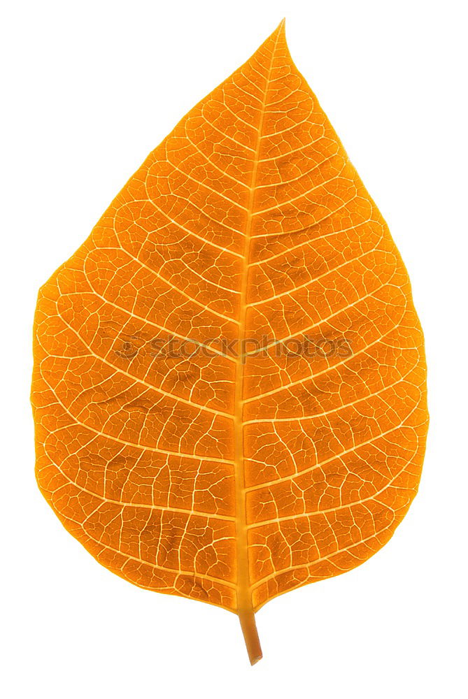 Similar – Autumn colors leaf