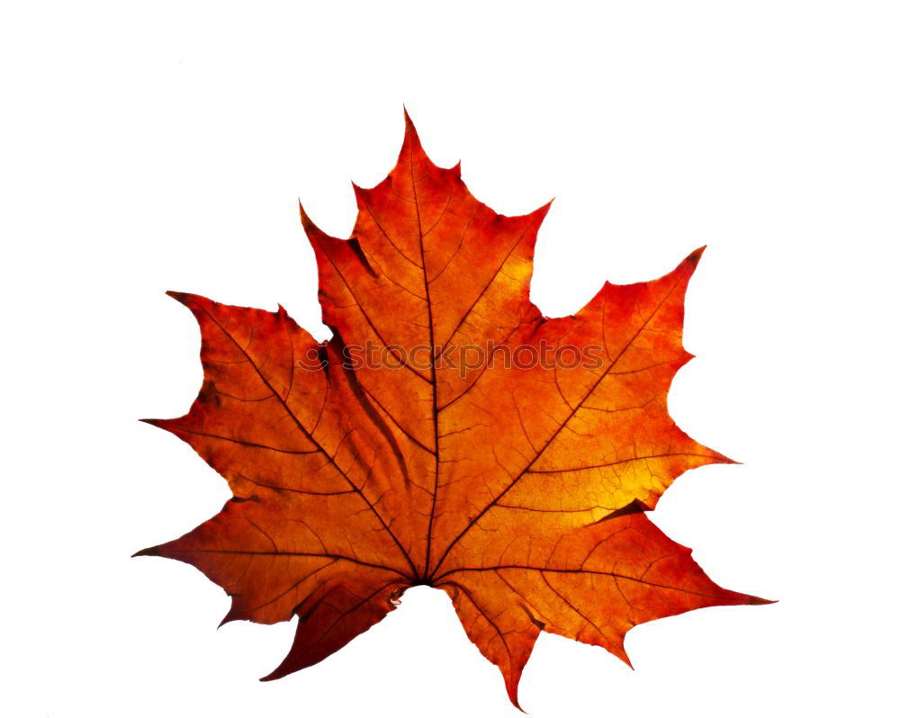 Similar – Image, Stock Photo one yellow dry leaf of a maple on a red background