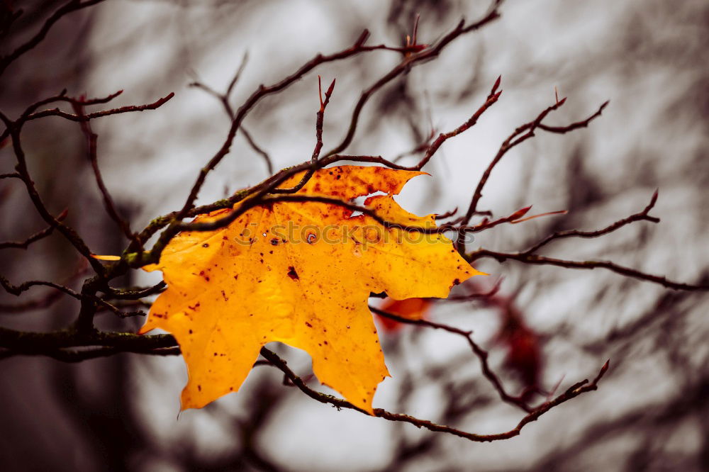 Similar – Foto Bild Herbst-Haft Umwelt Natur