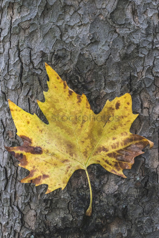 Image, Stock Photo adherence Plant Autumn