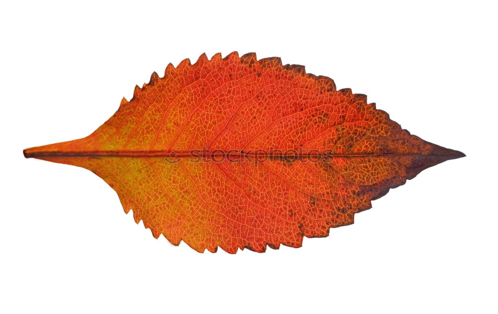 Similar – Autumn foliage I