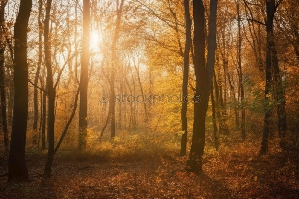 Similar – Image, Stock Photo Forest in autumn