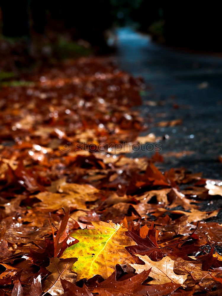 Similar – Kreisel Herbst Wetter