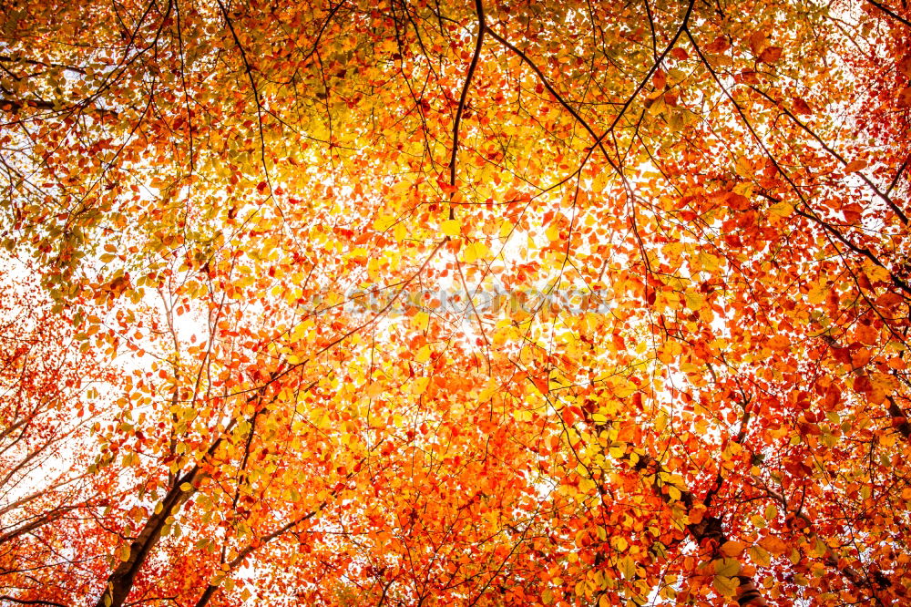 Similar – Image, Stock Photo autumn trunk Autumn Tree