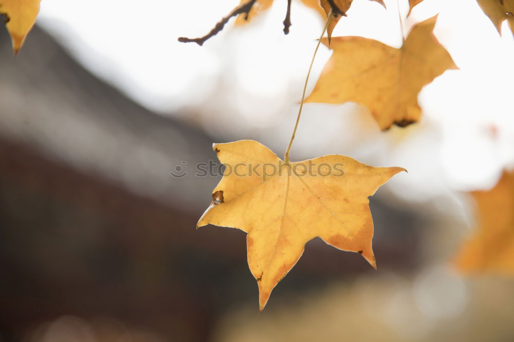 Similar – Foto Bild Herbst-Haft Umwelt Natur