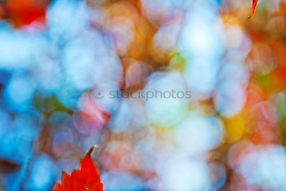 Similar – maple leaves Nature Leaf