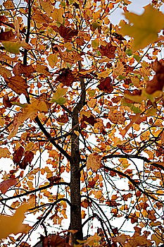 Similar – You know, I’ve got a leafy roof over my head.