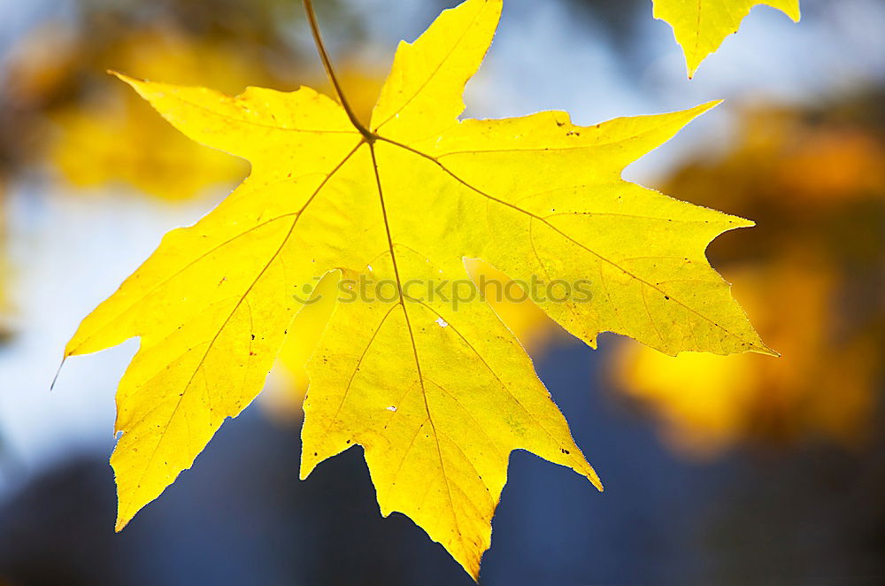 Similar – Autumn in the oak forest