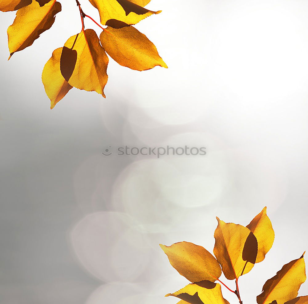 Similar – Image, Stock Photo Maple leaves in winter