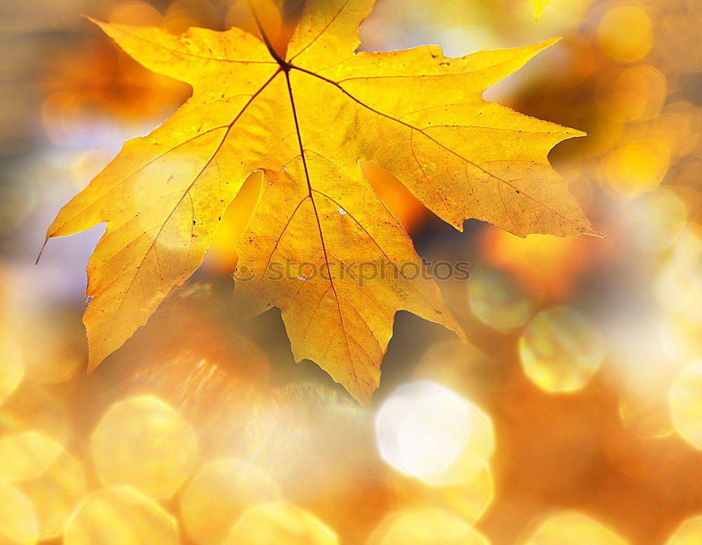 Similar – Image, Stock Photo Autumn gold. Yellow falling leaf in autumn