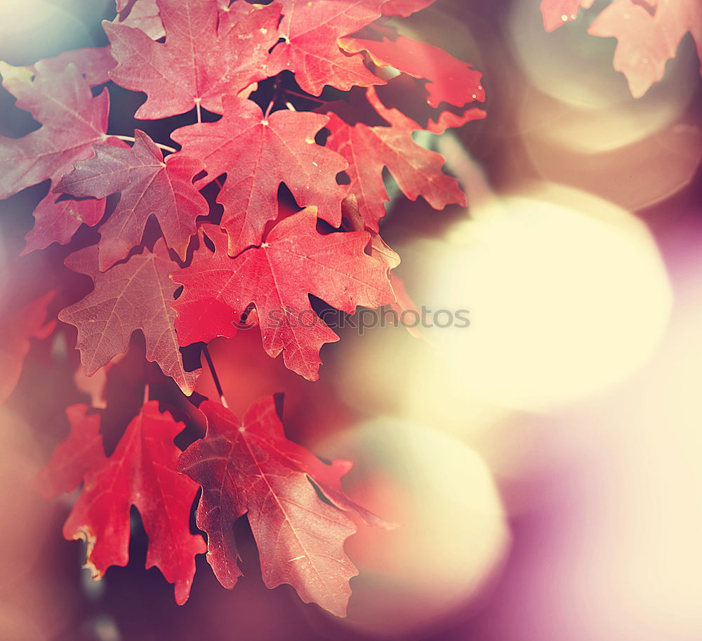 Similar – Image, Stock Photo Beautiful autumn leaves on nature background