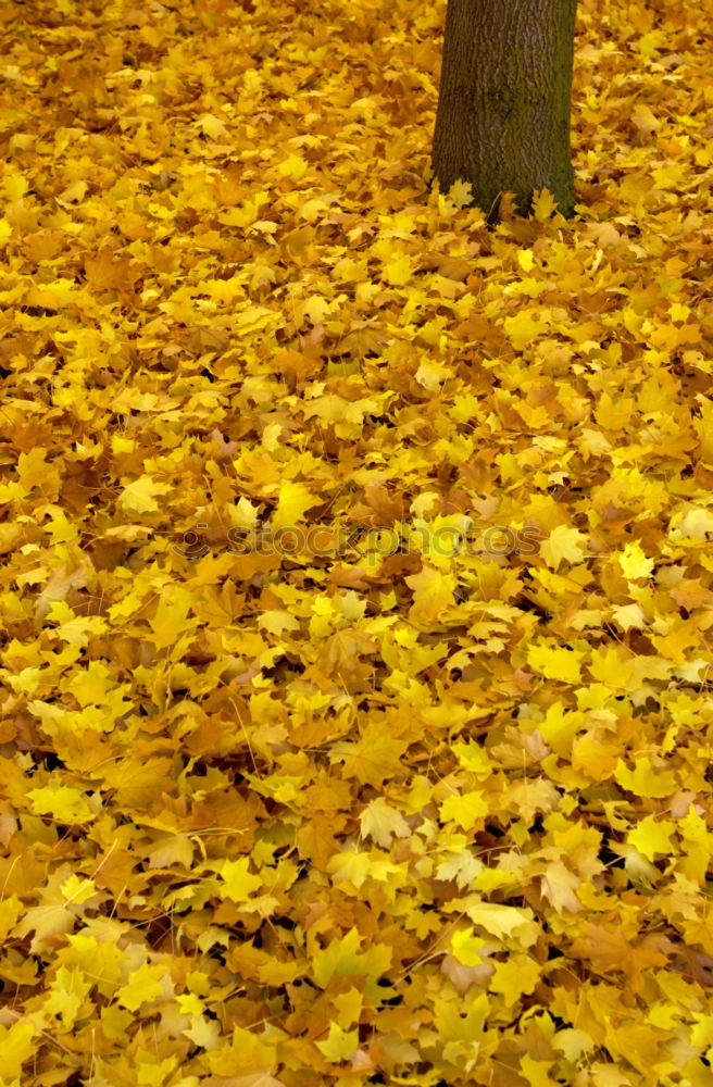 Similar – Gelber Herbst Baum Blatt