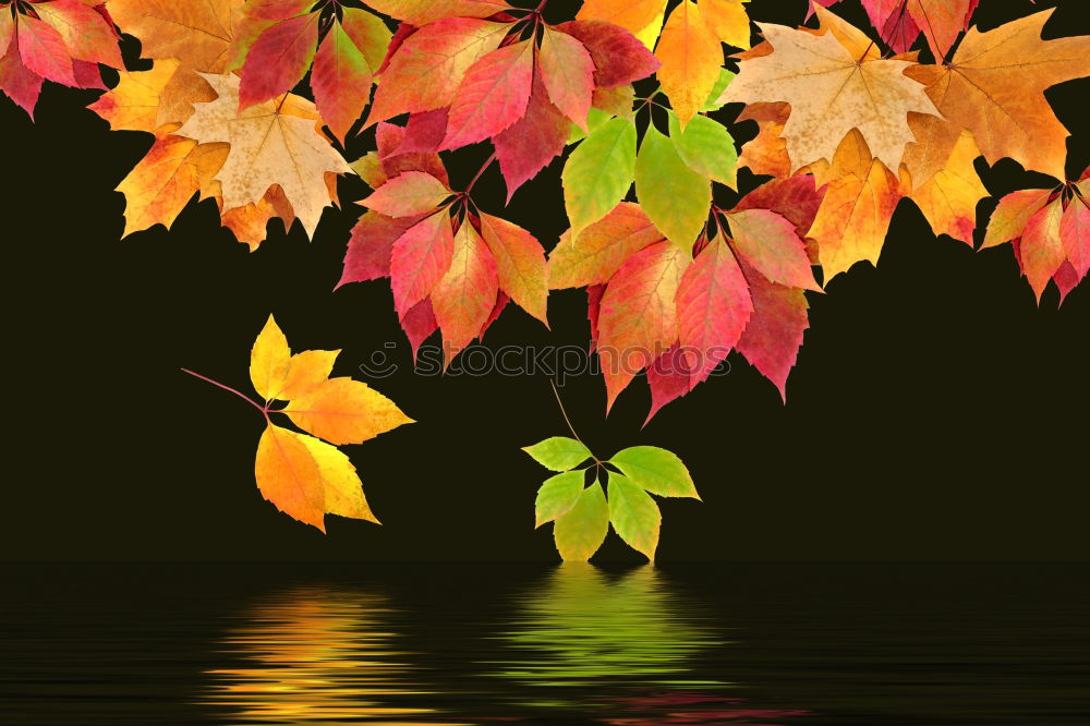 Similar – leaf colouring Environment