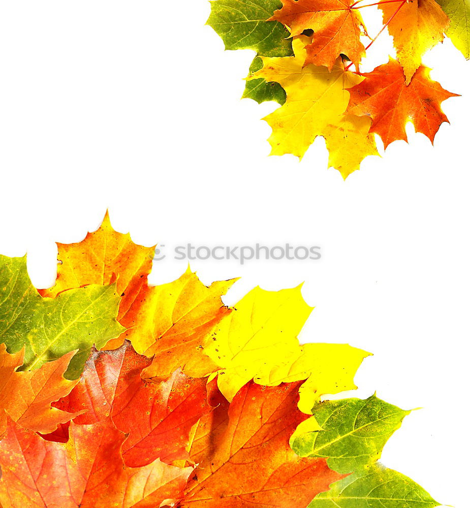 Similar – Image, Stock Photo Maple leaves in winter