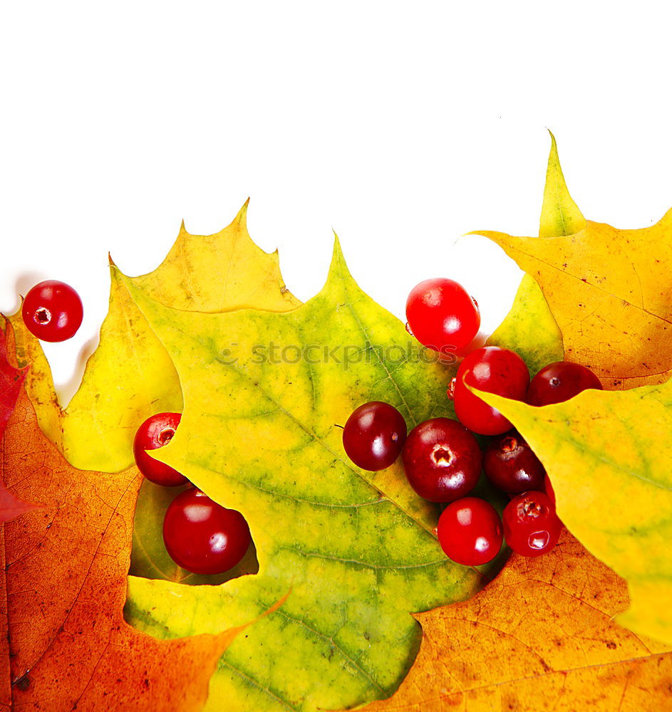 Similar – Image, Stock Photo rose hip Environment