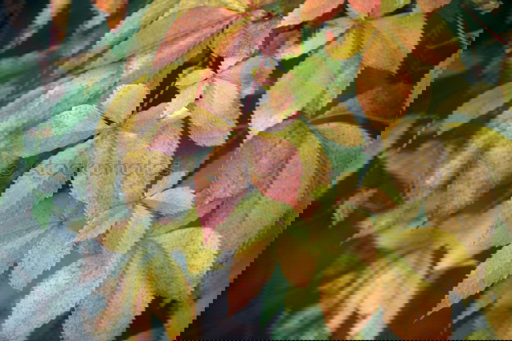 Similar – Foto Bild Rosa grüne Pflanzen