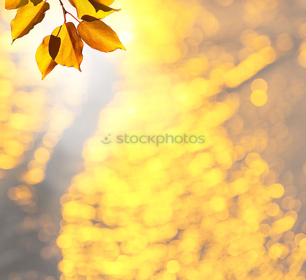 Similar – Image, Stock Photo Buttercup. Environment