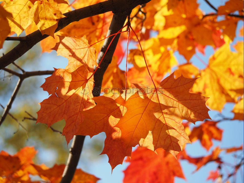 Similar – autumn foliage Red