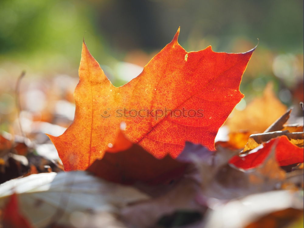 Similar – Red maple leaves on a green background