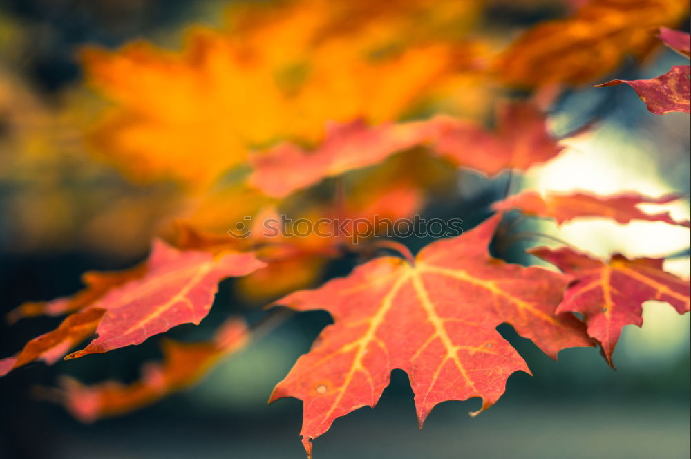 Similar – Red maple leaves on a green background