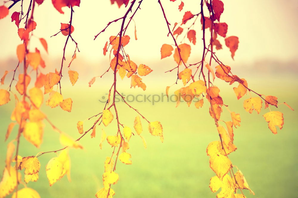 Image, Stock Photo autumn forest Frame Nature